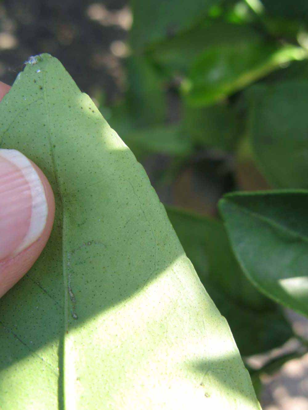              Margin (Winter Haven, FL)       